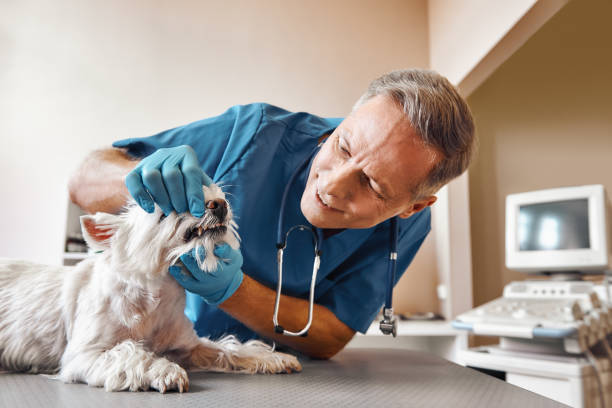 Best Emergency Care for Gum Disease in Hooper, NE